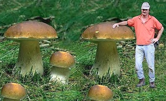 Cueillette miraculeuse de champignons géants ! Cueillette miraculeuse de champignons géants !