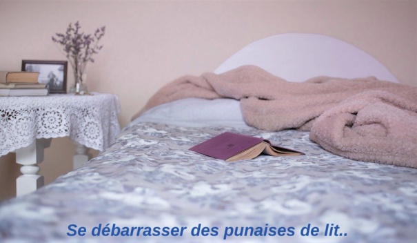 Insectes dans votre chambre : suivez le guide Insectes dans votre chambre : suivez le guide