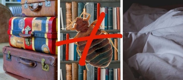 Insectes dans votre chambre : suivez le guide Insectes dans votre chambre : suivez le guide