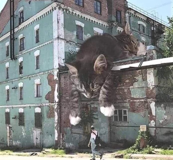 Street Art fresques peintures chats Street Art fresques peintures chats