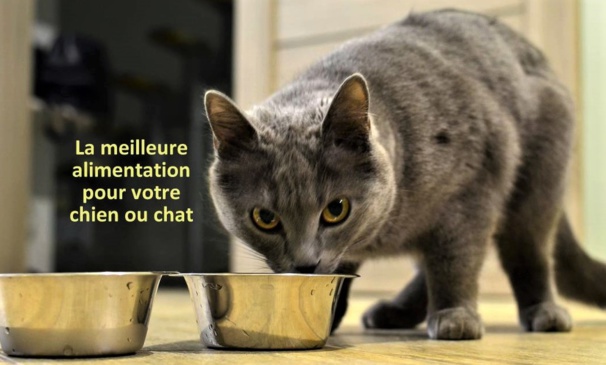 Quels sont les bénéfices de l'alimentation sans céréales pour les animaux domestiques Quels sont les bénéfices de l'alimentation sans céréales pour les animaux domestiques