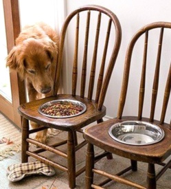 Faire une mangeoire pour grand chien