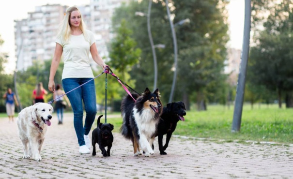 Faites de votre passion pour les animaux un métier