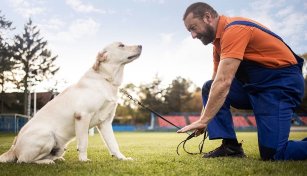 Faites de votre passion pour les animaux un métier