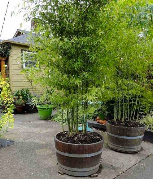 Astuces pratiques pour jardin et piscine Astuces pratiques pour jardin et piscine
