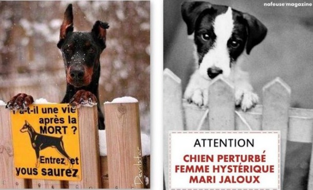 Pancartes chiens drôles et amusantes