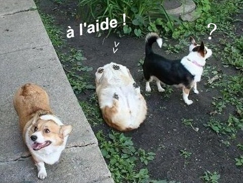 10 photos drôles chats et chiens 10 photos drôles chats et chiens