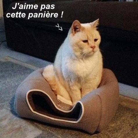 10 photos drôles chats et chiens 10 photos drôles chats et chiens