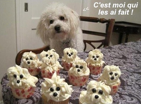 10 photos drôles chats et chiens 10 photos drôles chats et chiens