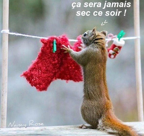 10 photos drôles chats et chiens 10 photos drôles chats et chiens