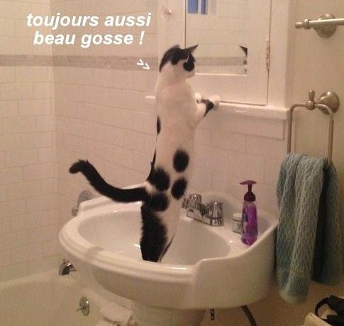 10 photos drôles chats et chiens 10 photos drôles chats et chiens