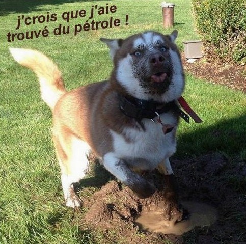 10 photos drôles chats et chiens 10 photos drôles chats et chiens