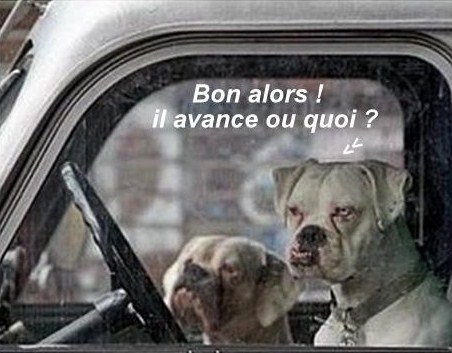 9 photos drôles et amusantes animaux