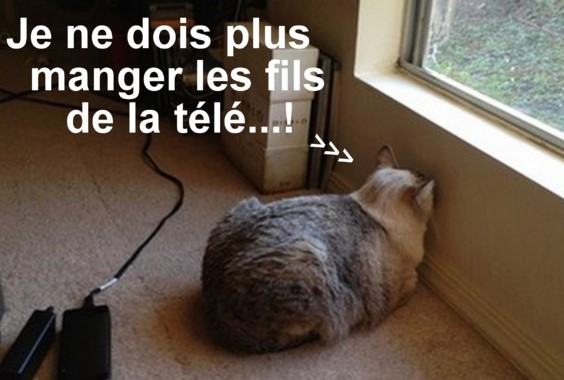 10 photos drôles chats et chiens 10 photos drôles chats et chiens
