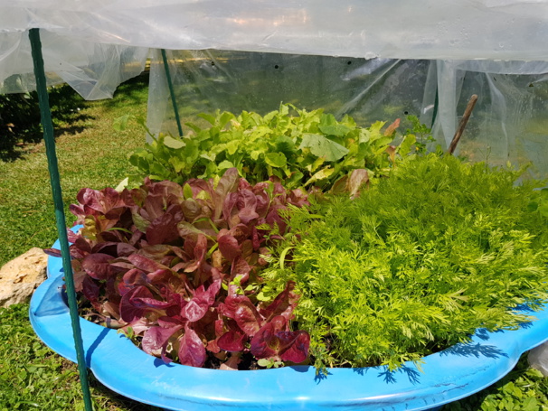 Idées, astuces et instants Jardin