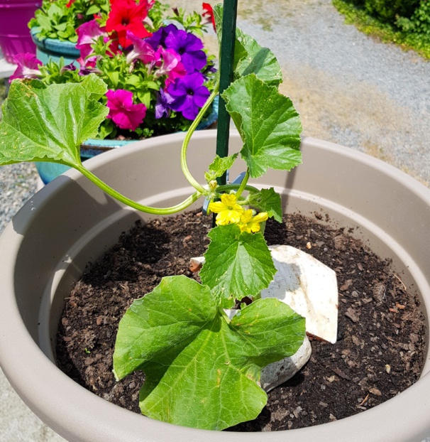 Idées, astuces et instants Jardin Idées, astuces et instants Jardin