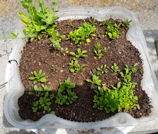 Idées, astuces et instants Jardin Idées, astuces et instants Jardin