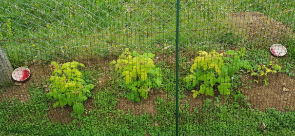 Idées, astuces et instants Jardin Idées, astuces et instants Jardin