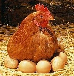 Conservation des oeufs, conseils pratiques Conservation des oeufs, conseils pratiques