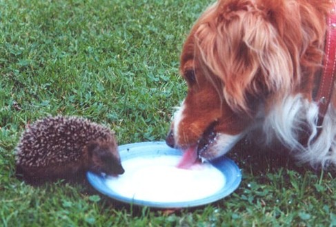 pas farouche, il se fait des copains.. pas farouche, il se fait des copains..