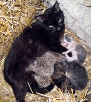 peut même se faire adopter par maman chat.. peut même se faire adopter par maman chat..