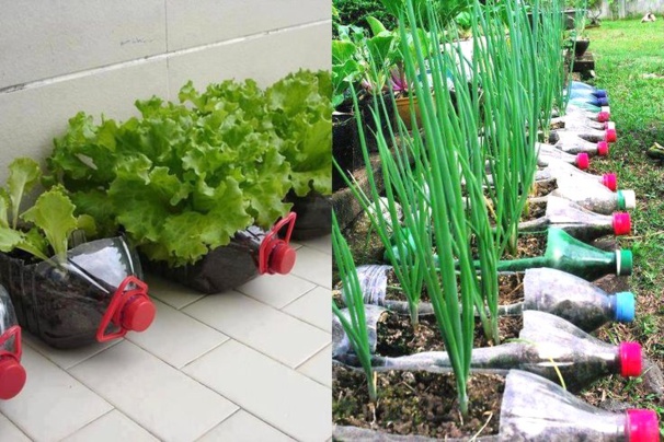 Jardinières en bouteille plastique, de la récup utile et économique !