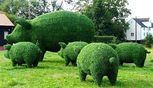 Au jardin on s'amuse à sculpter les végétaux