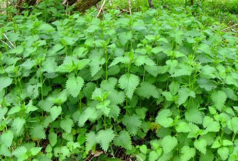 5 engrais naturels pour embellir vos plantes 5 engrais naturels pour embellir vos plantes