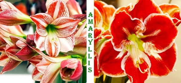 Tout savoir sur les amaryllis