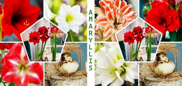 Tout savoir sur les amaryllis