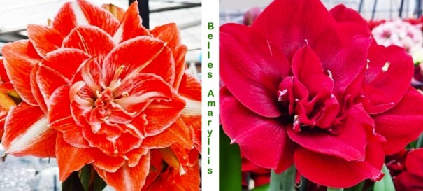 Tout savoir sur les amaryllis