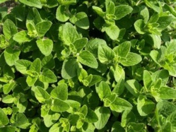 4 antibiotiques naturels à consommer contre les infections 4 antibiotiques naturels à consommer contre les infections