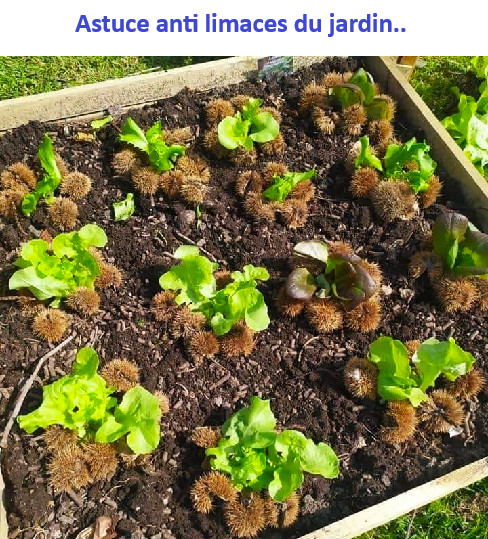 16 astuces pratiques et économiques pour vous faciliter la vie au jardin..