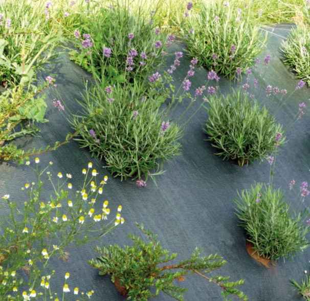 Le printemps est là : prenez soin de votre jardin !