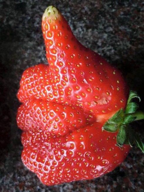 ça c'est une fraise au top !