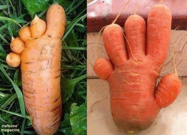 des carottes qui ont la main verte...!