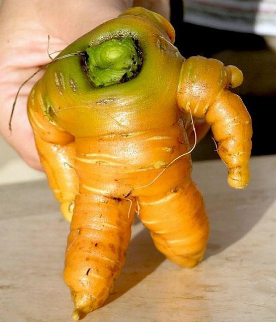 la carotte astronaute..