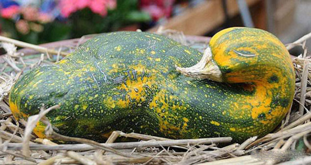 Fruits et légumes aux formes insolites