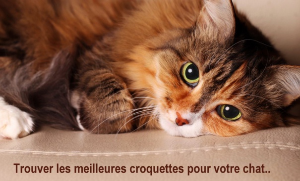 Un chat non stérilisé peut-il manger des croquettes stérilisées