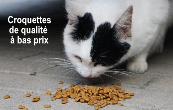 Un chat non stérilisé peut-il manger des croquettes stérilisées Un chat non stérilisé peut-il manger des croquettes stérilisées