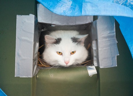 Faire un abri pour chat pour l'hiver Faire un abri pour chat pour l'hiver