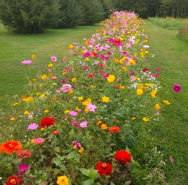 6 astuces pratiques pour le jardin