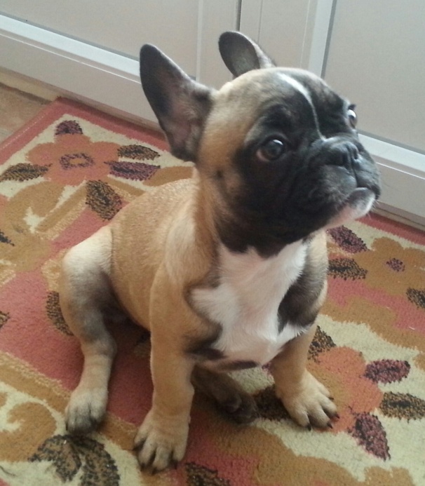 LOUNA joue avec sa peluche LOUNA joue avec sa peluche