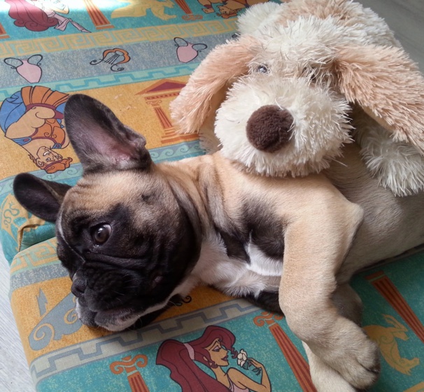 Photos tête bouledogue français (4 mois) fauve masque noir Photos tête bouledogue français (4 mois) fauve masque noir