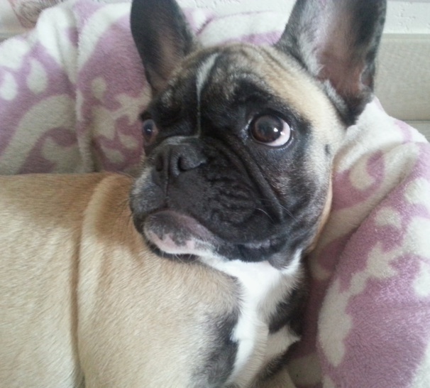 Photos tête bouledogue français (4 mois) fauve masque noir Photos tête bouledogue français (4 mois) fauve masque noir