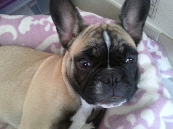 Photos tête bouledogue français (4 mois) fauve masque noir Photos tête bouledogue français (4 mois) fauve masque noir