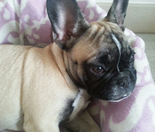 Photos tête bouledogue français (4 mois) fauve masque noir Photos tête bouledogue français (4 mois) fauve masque noir