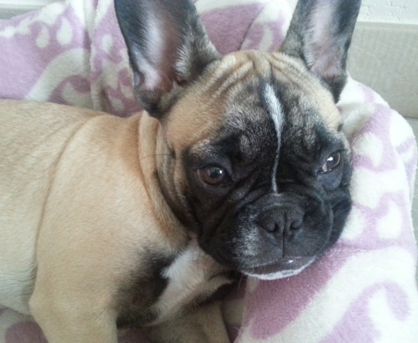 Photos tête bouledogue français (4 mois) fauve masque noir Photos tête bouledogue français (4 mois) fauve masque noir