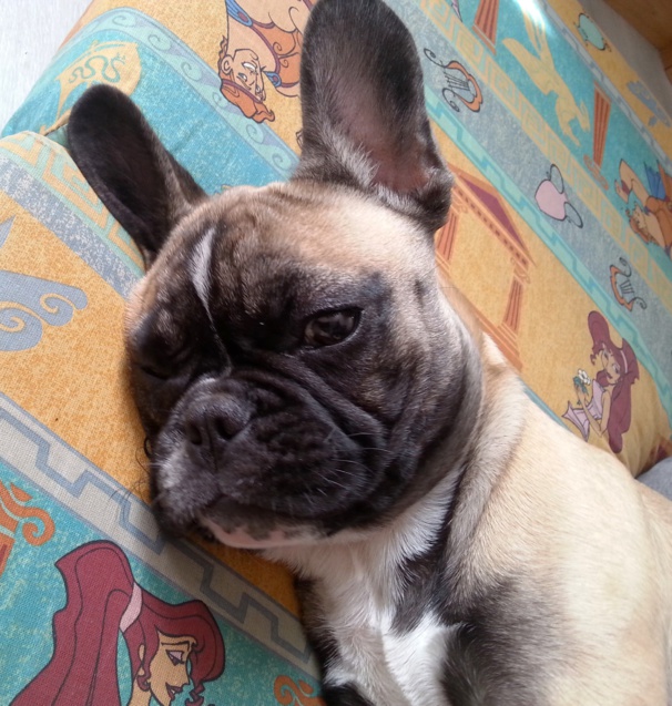 Photos tête bouledogue français (4 mois) fauve masque noir Photos tête bouledogue français (4 mois) fauve masque noir