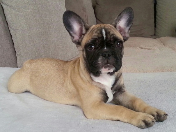 2 vidéos bouledogue français fauve masque noir (4 mois) 2 vidéos bouledogue français fauve masque noir (4 mois)